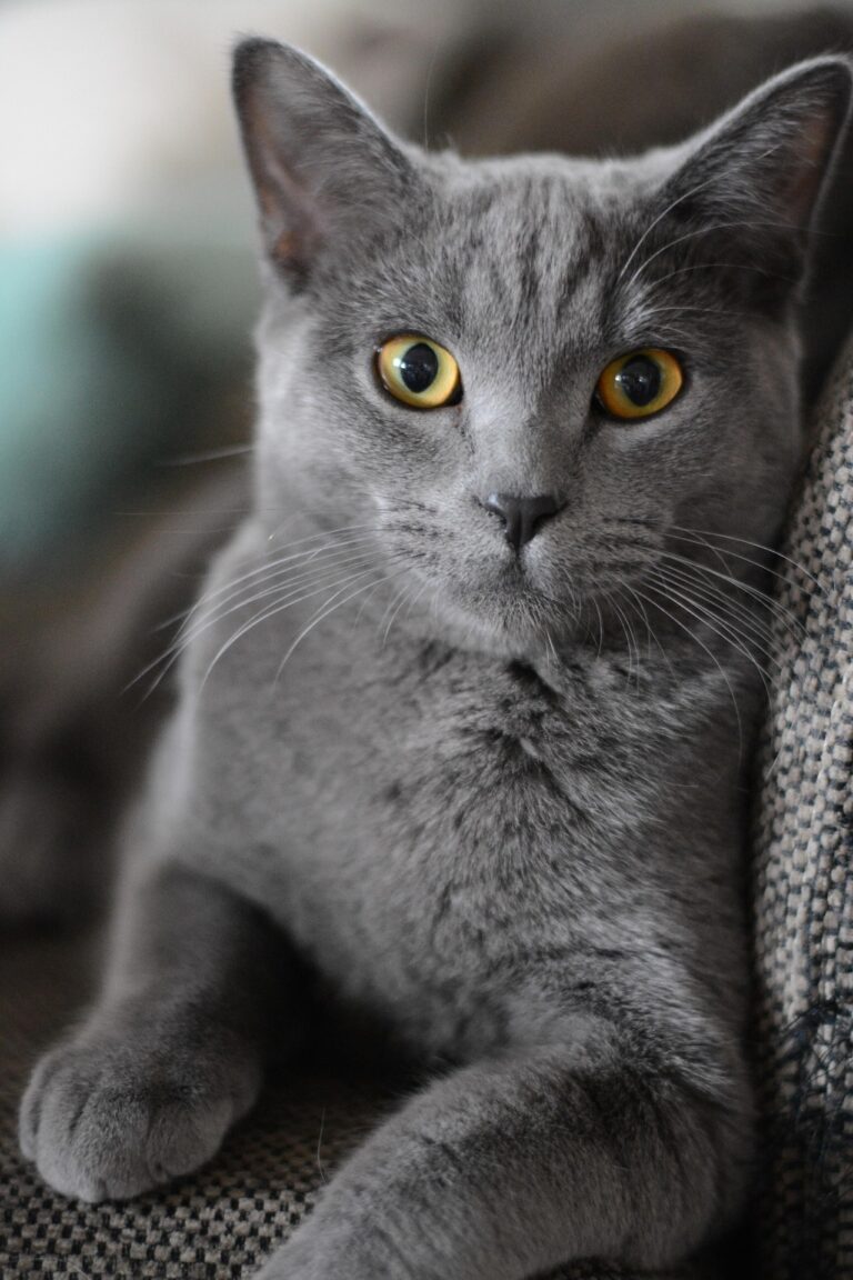 British shorthair