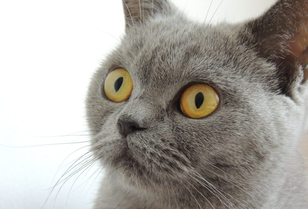 Chartreux