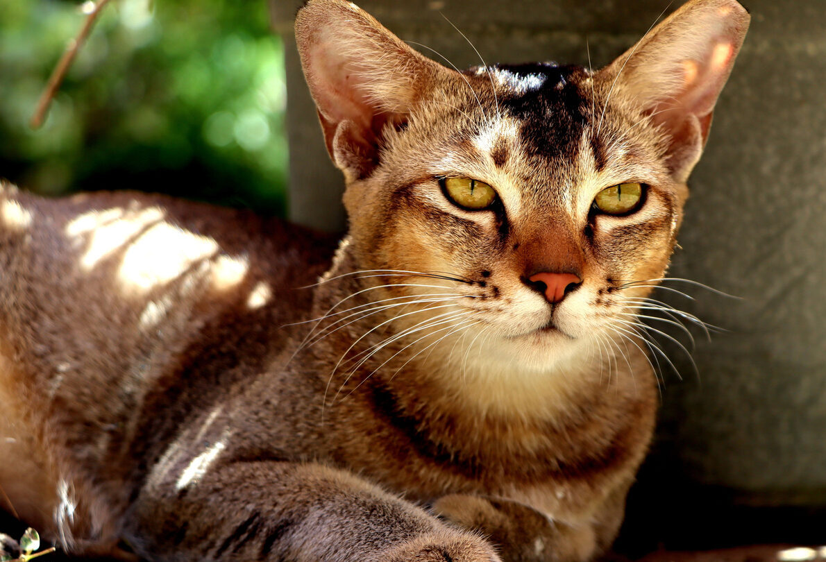 Conoce TODAS las razas de gatos domésticos del mundo
