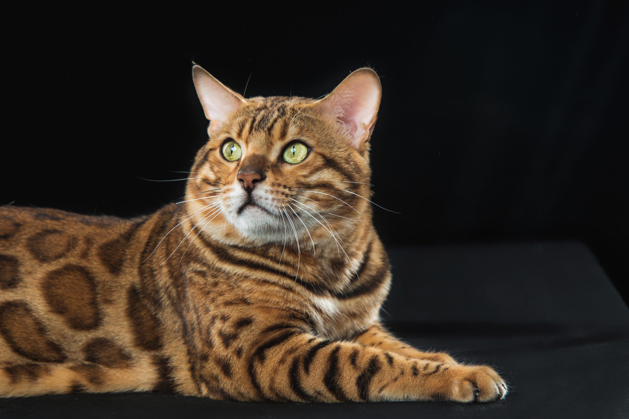 Conoce TODAS las razas de gatos domésticos del mundo