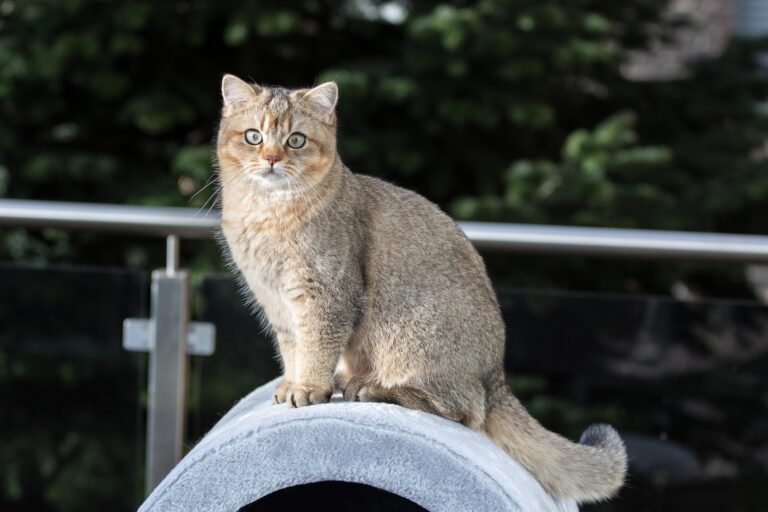 Gato Inglé de pelo corto