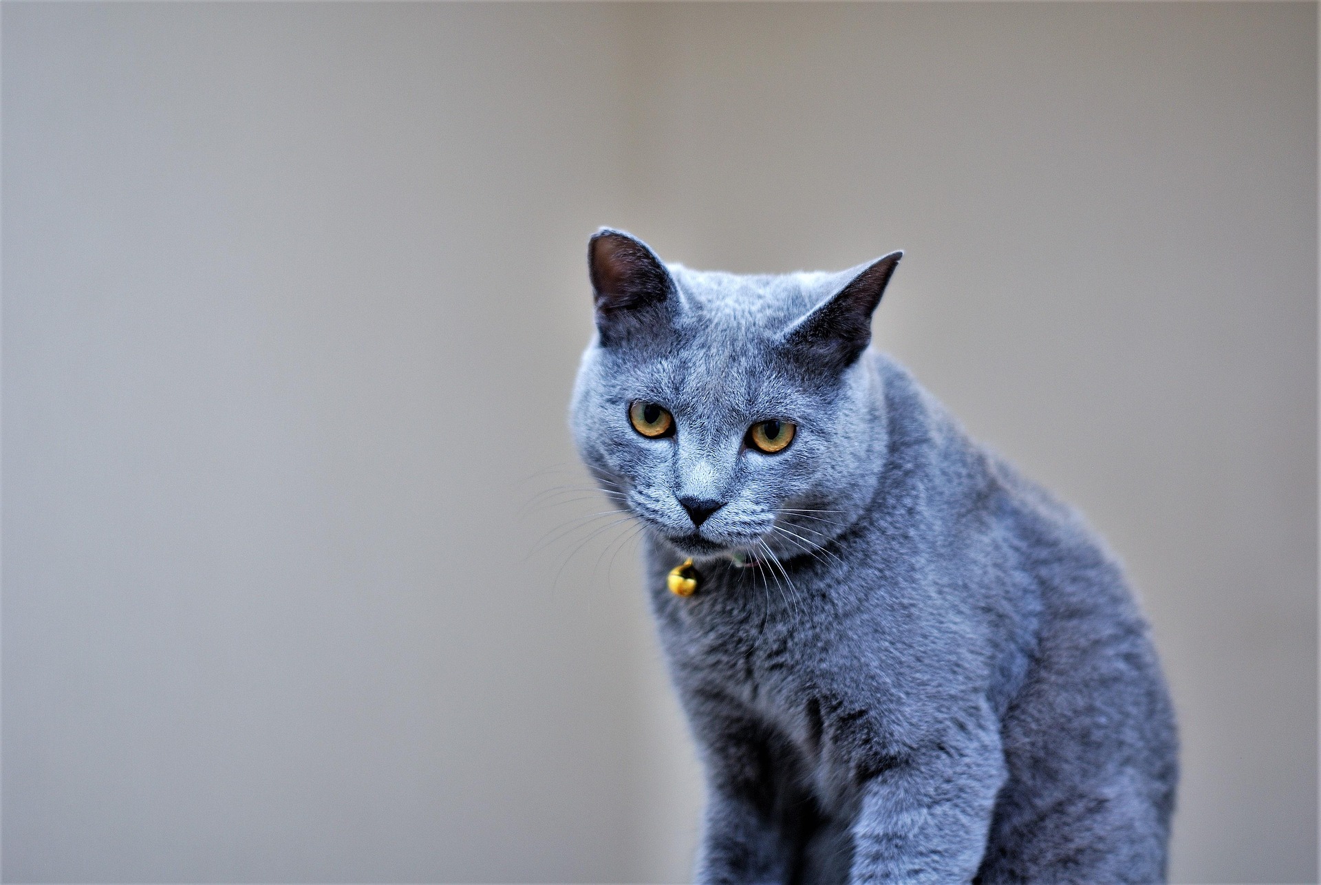 Gato Inglés de pelo corto