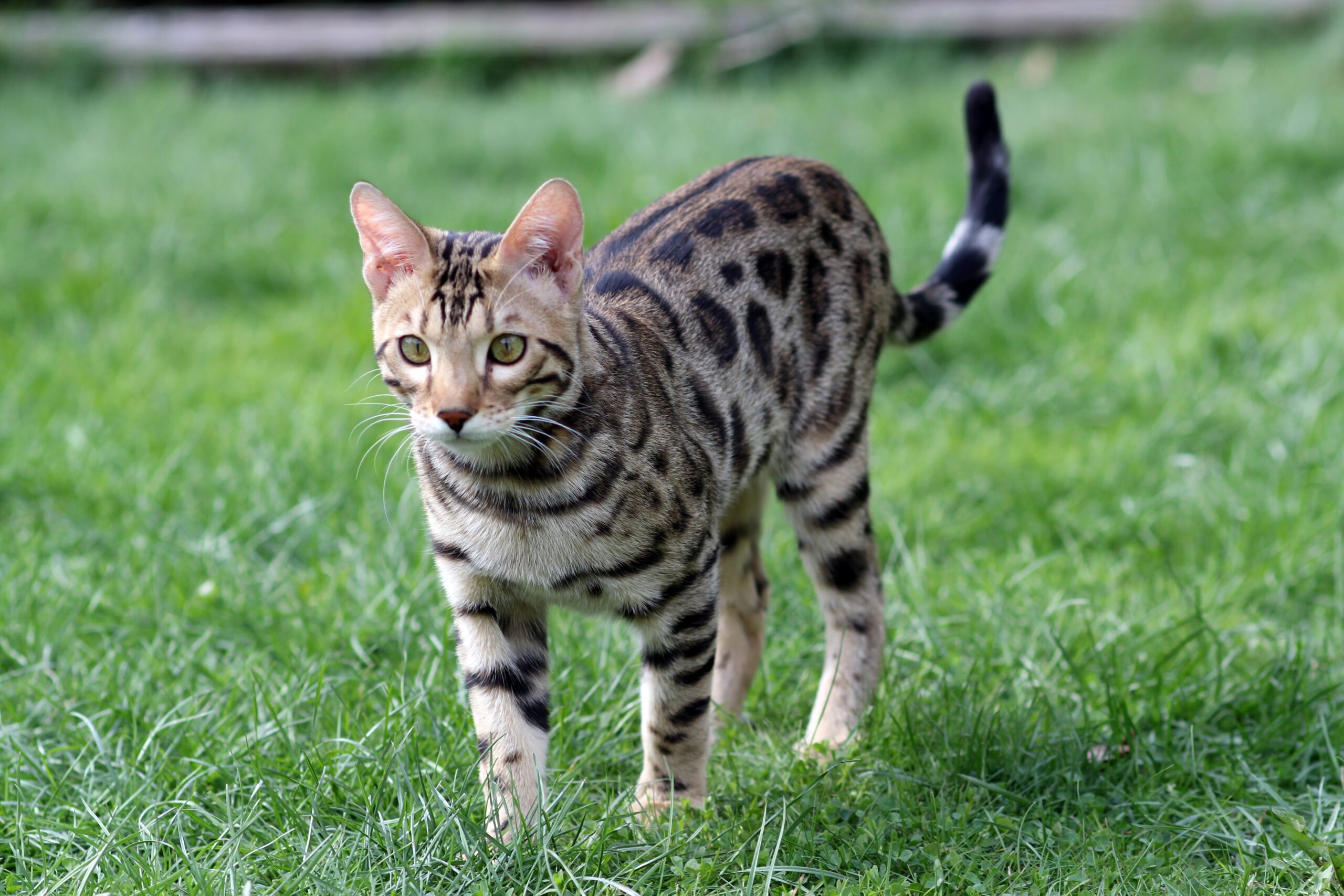 Gato Ocicat