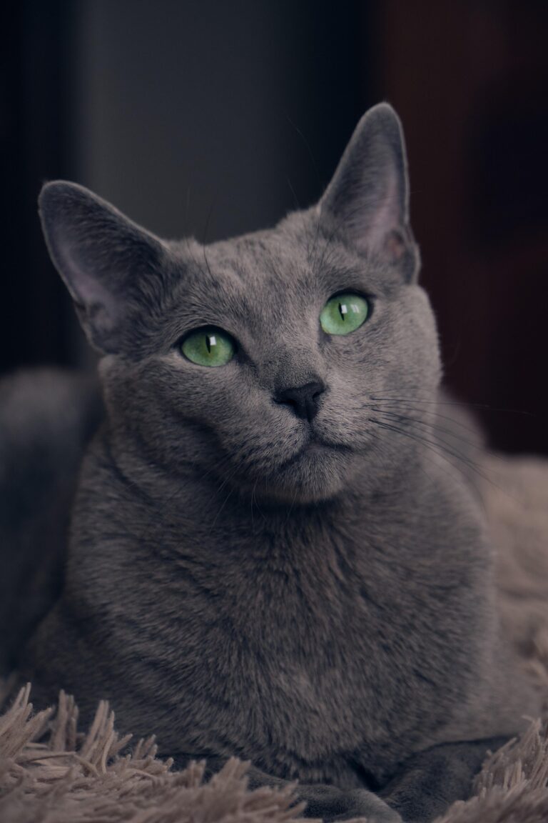 Gato Ruso Azul