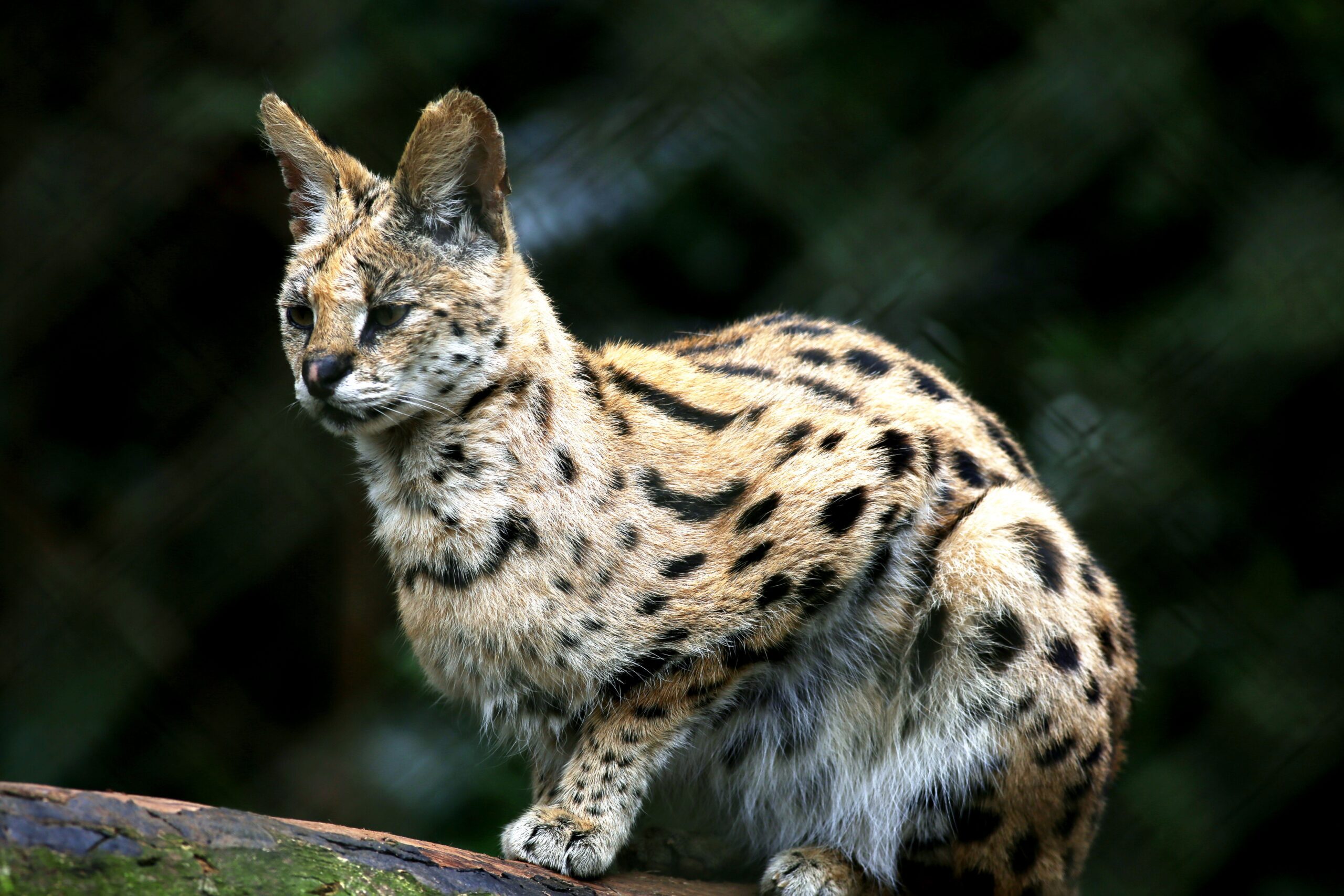 Gato Serval