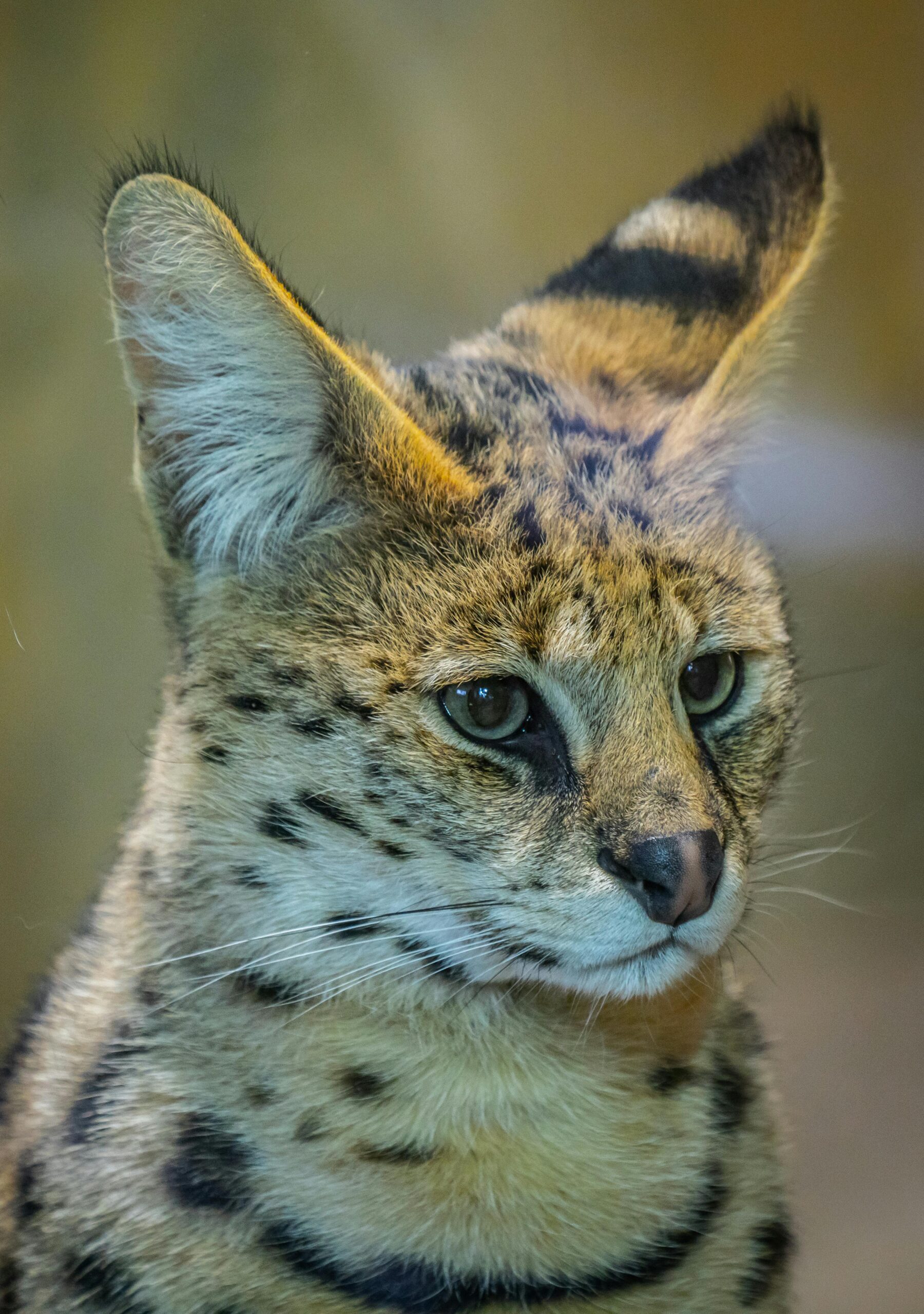 Gato Savannah