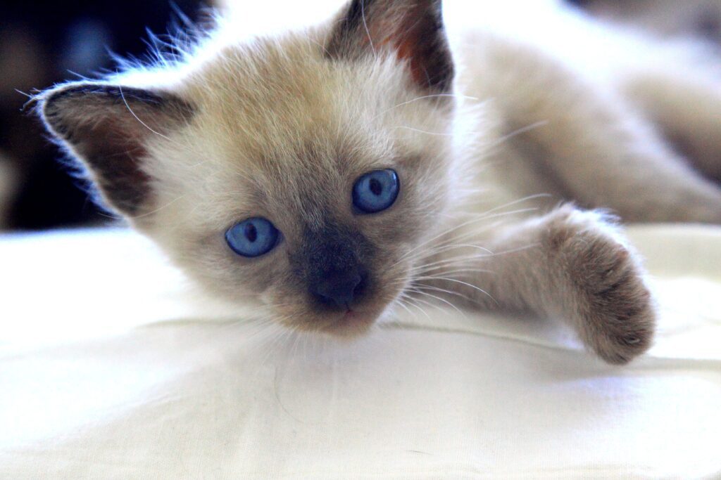 Gatito bebé siamés