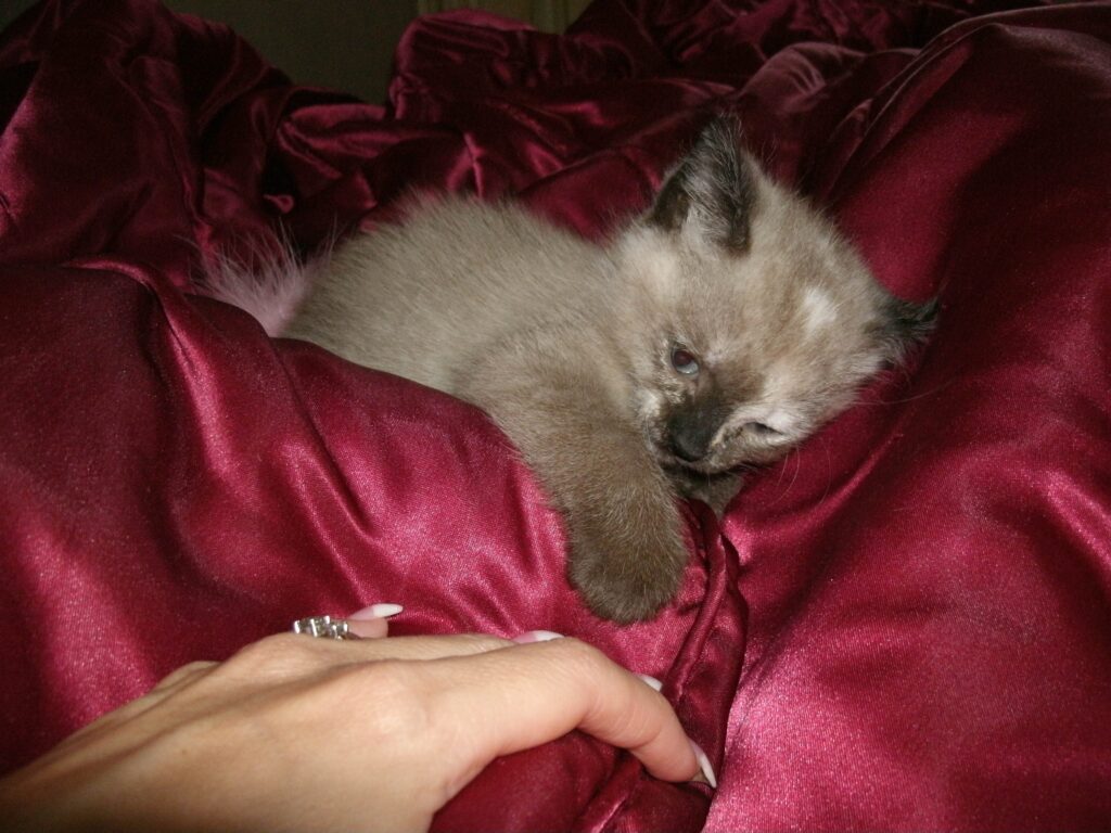Gato bebé