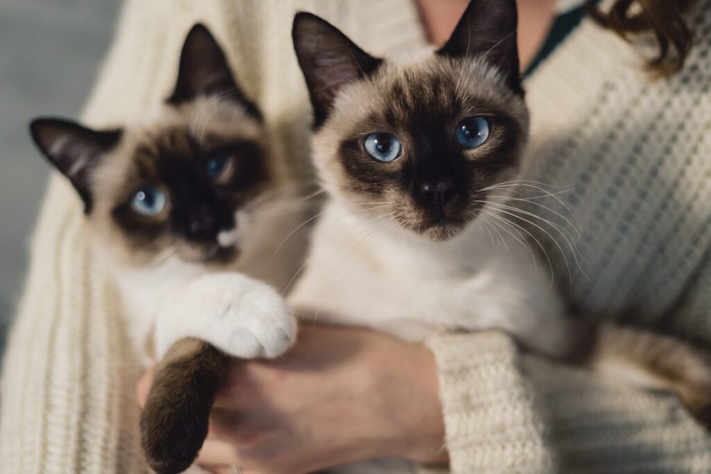 Gato