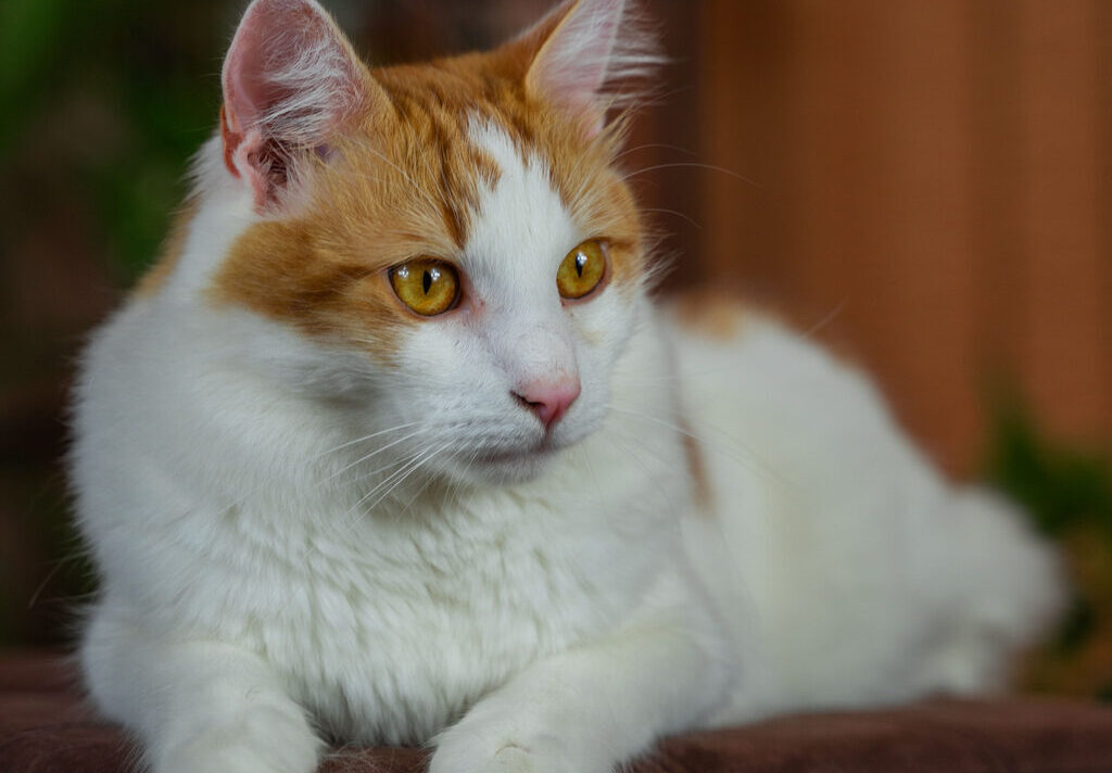 Historia, convivencia y beneficios de adoptar un gato