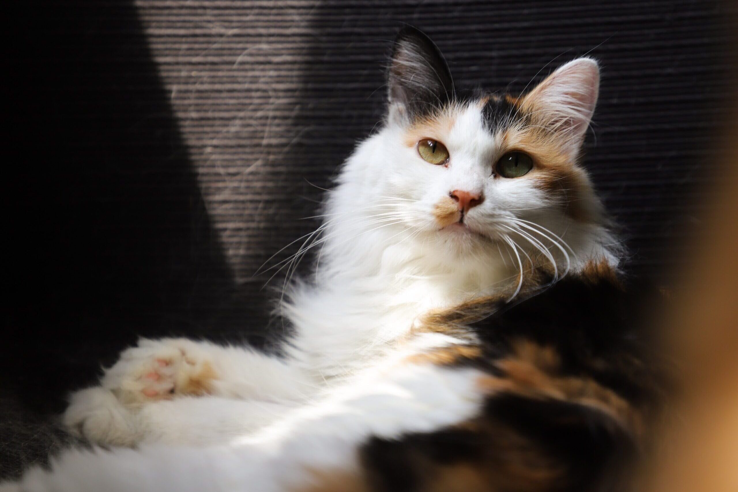 Conoce TODAS las razas de gatos domésticos del mundo