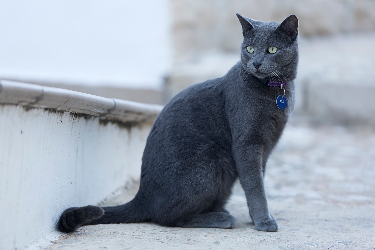 Gato Azul