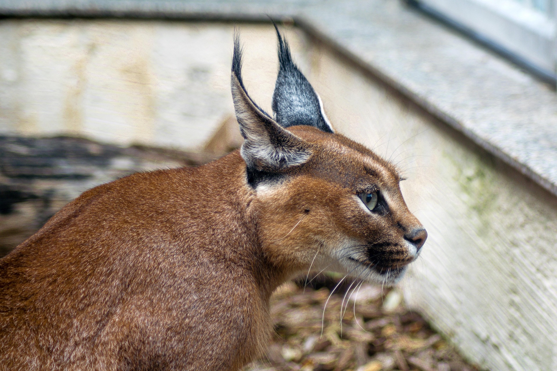 Gato caracal