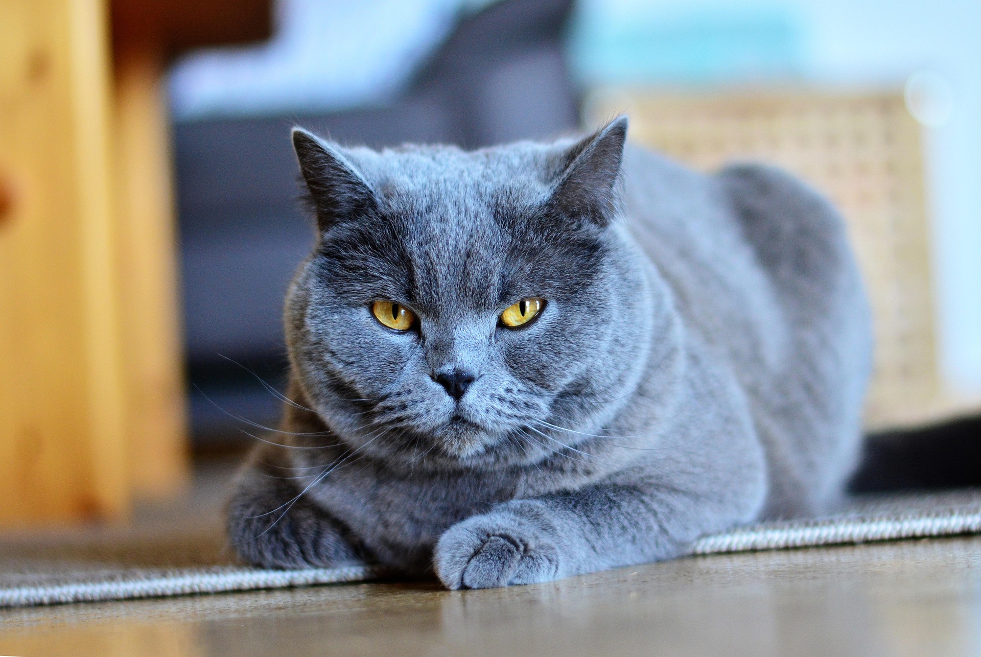 Gato cartujo