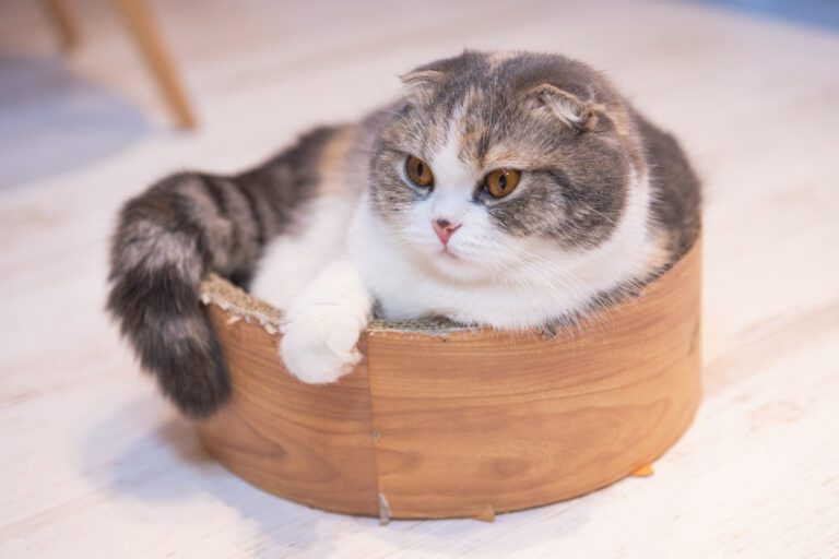 Gato munchkin2