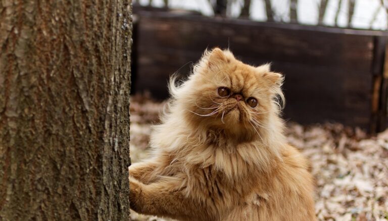 Gato persa amarillo