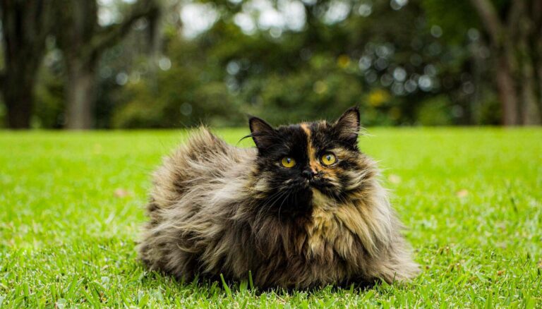 Gato persa bicolor