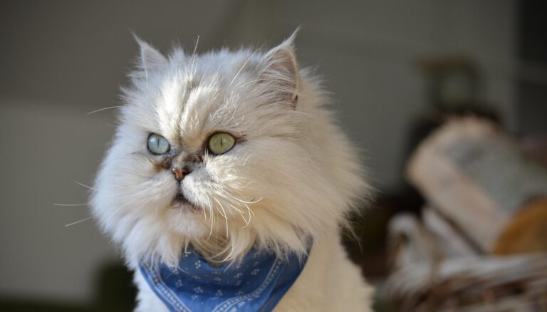 Gato persa blanco