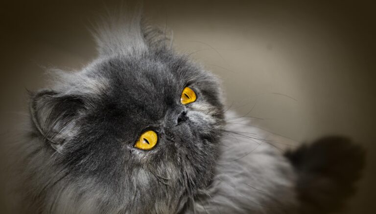 Gato persa gris