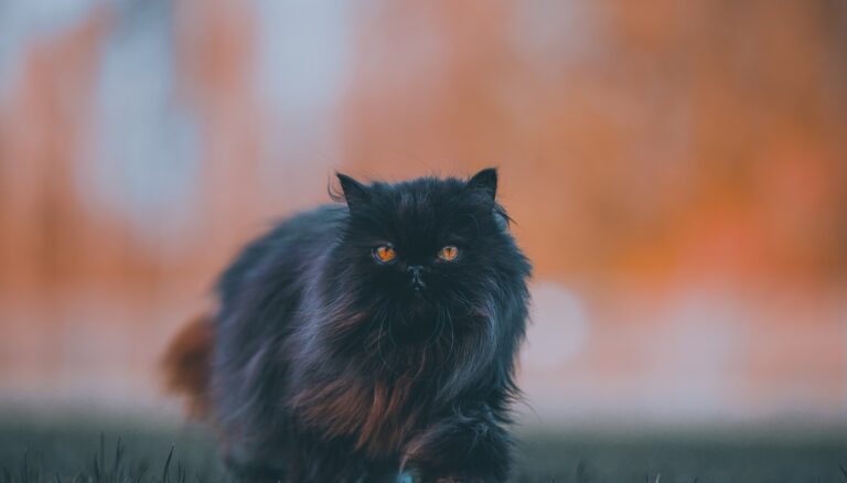 Gato persa negro