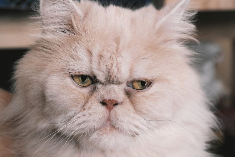 Gato
