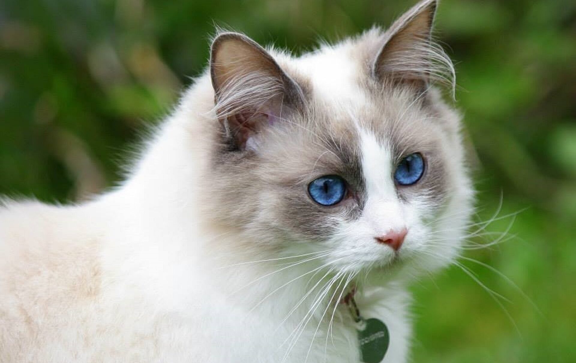 Gato Ragdoll