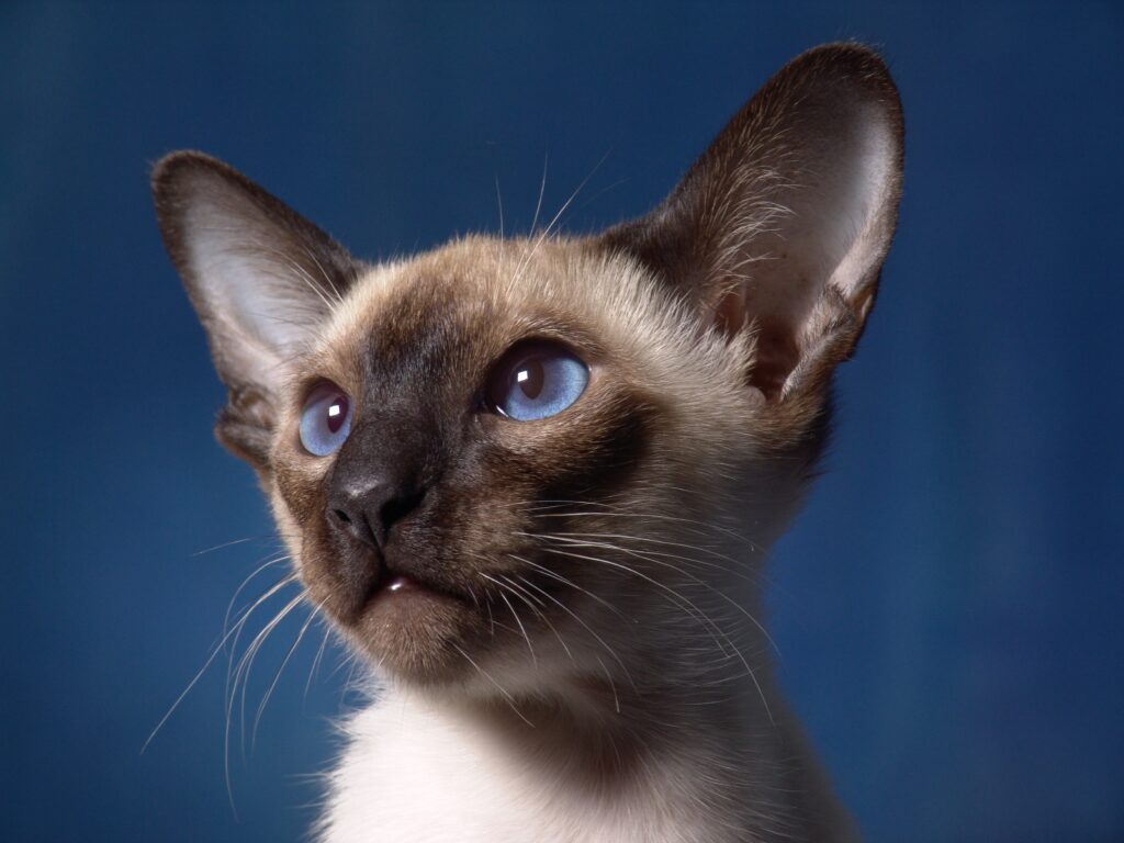 Gato Siamés