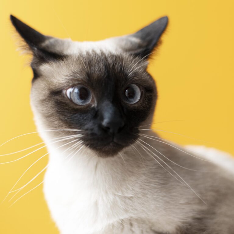 Gato Siamés