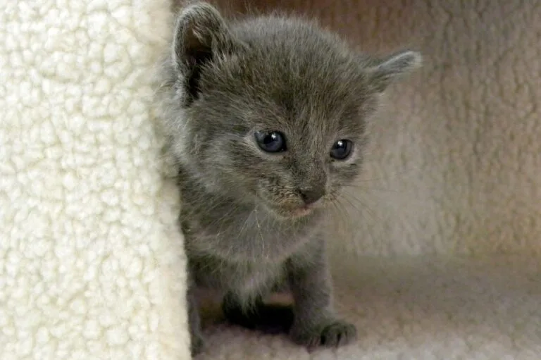 GatoAzulRusobebe1