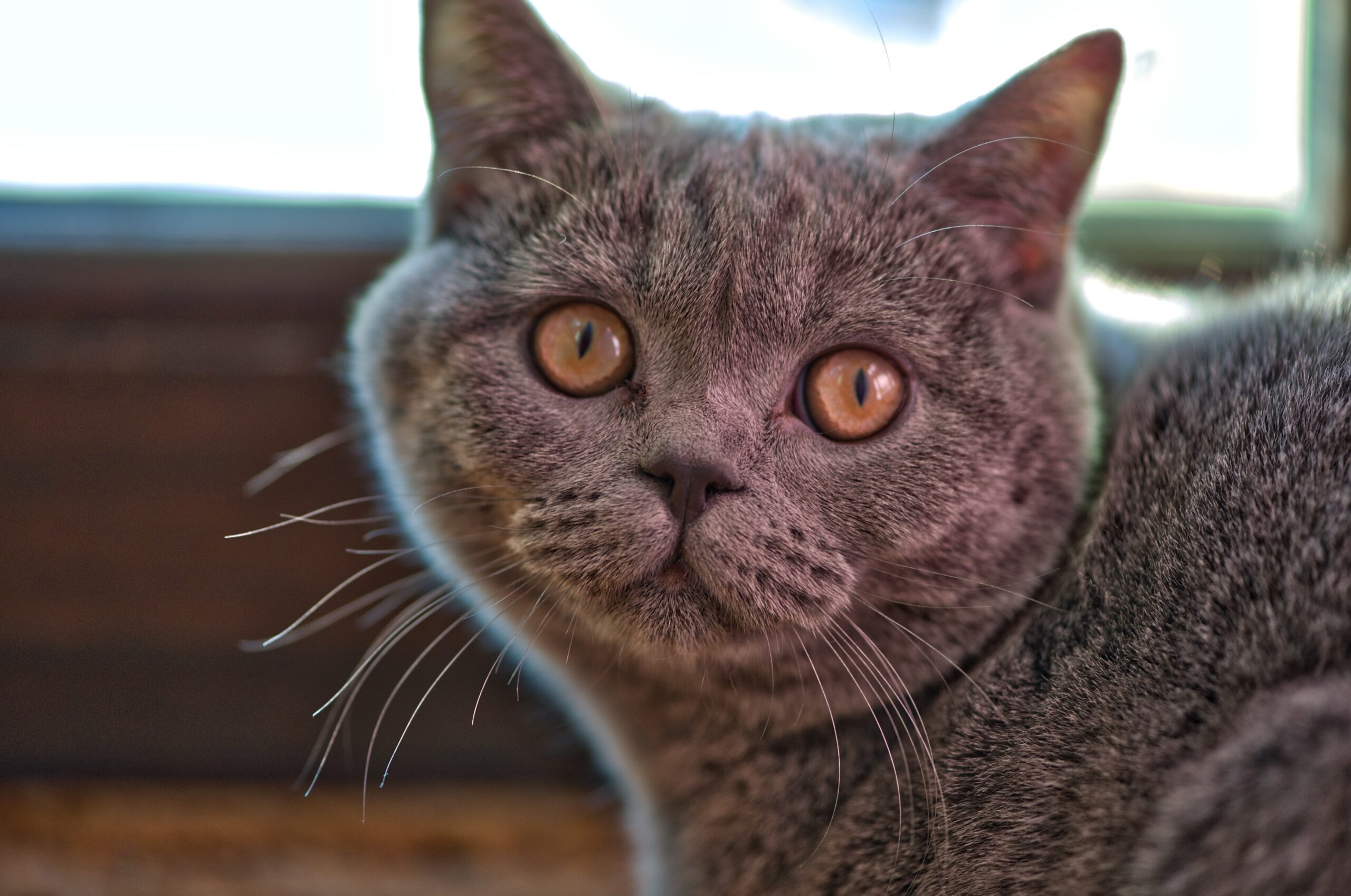Gato Azul Ruso
