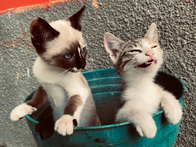 Aprende a convivir con tu gato