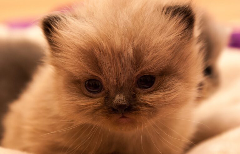 Gato Persa Bebé