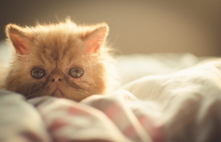 Gato Persa Bebé