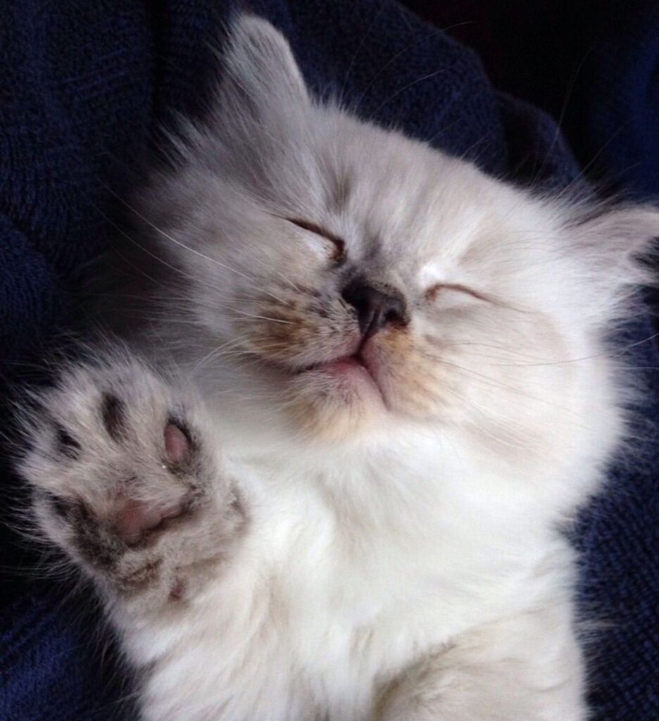 Gato Ragdoll