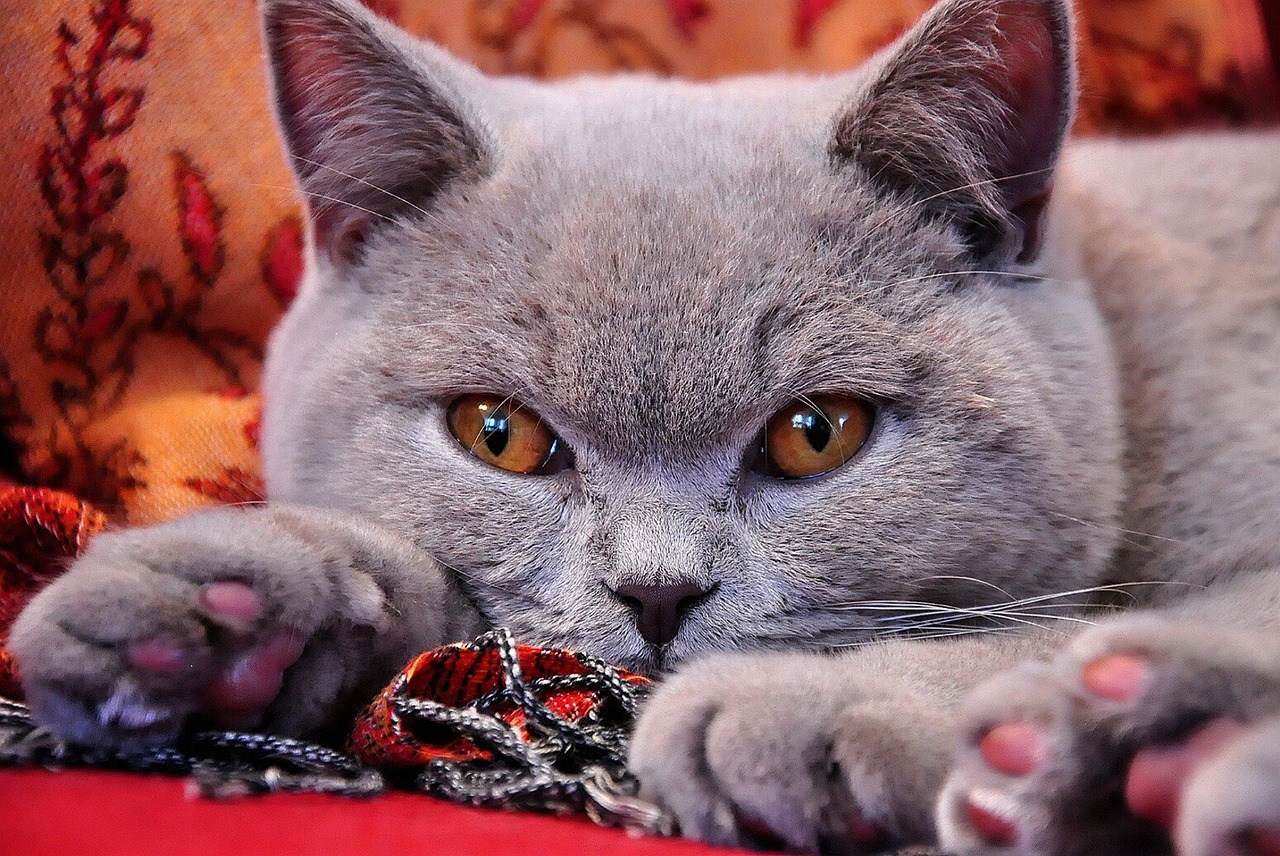 Conoce TODAS las razas de gatos domésticos del mundo