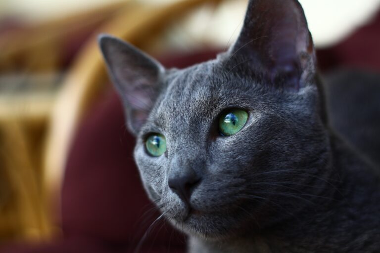 Gato Ruso Azul