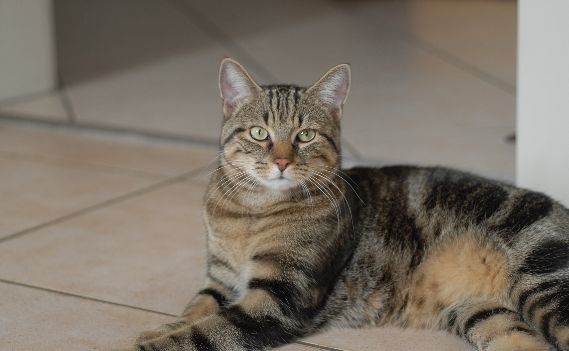 Conoce TODAS las razas de gatos domésticos del mundo