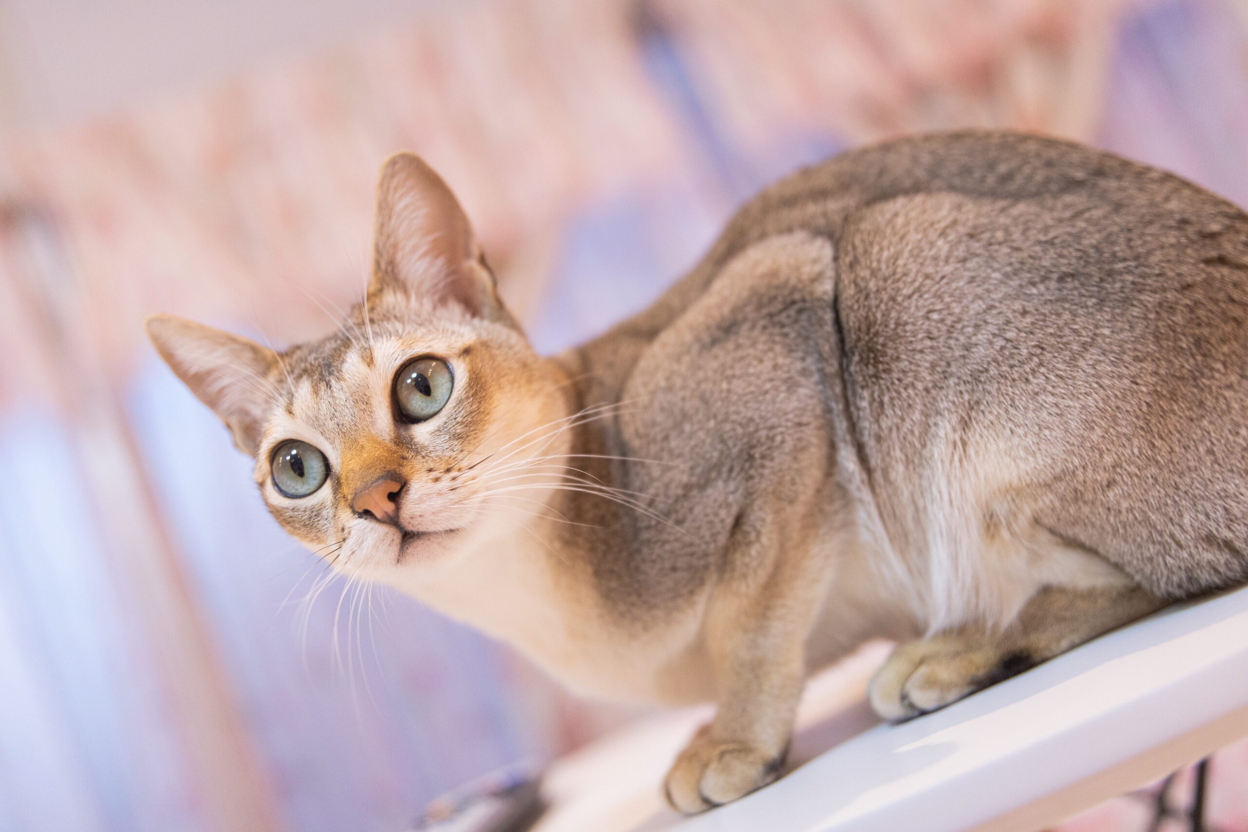 Conoce TODAS las razas de gatos domésticos del mundo
