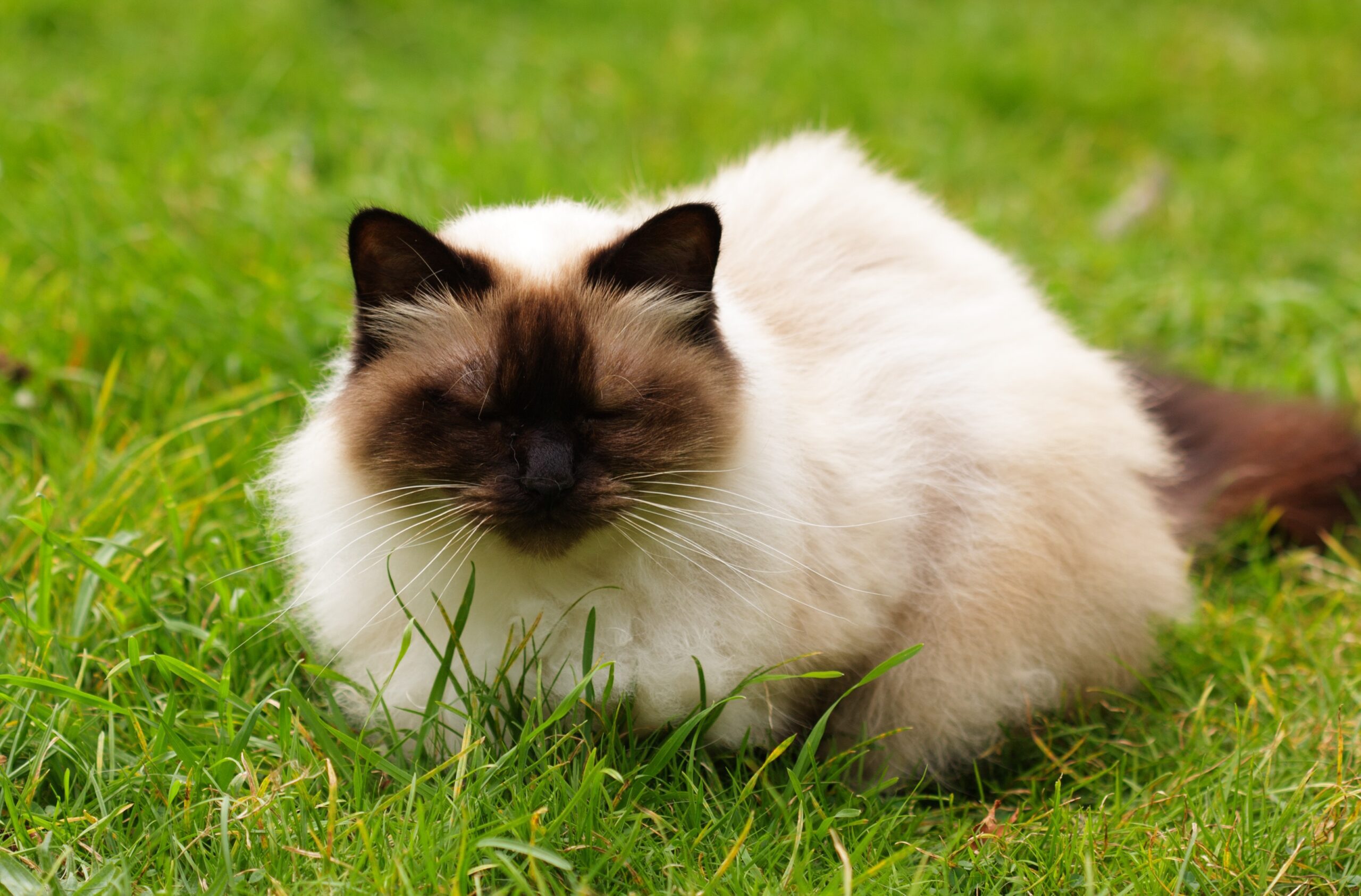 Conoce TODAS las razas de gatos domésticos del mundo